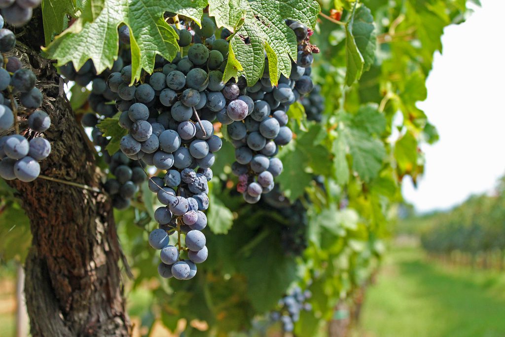 vino nobile montepulciano 2