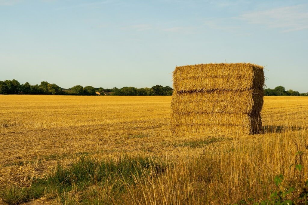 Olfatto odore della campagna